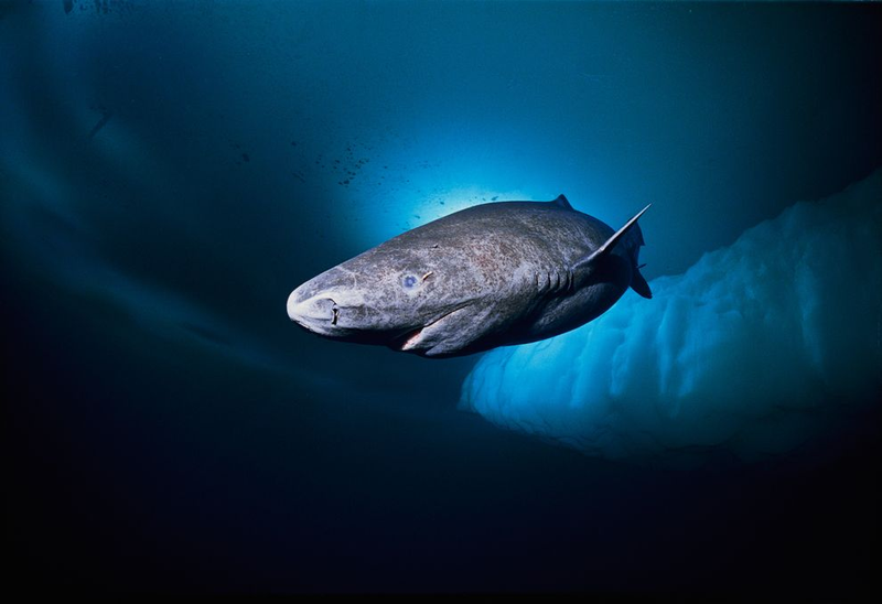 Illustration for article titled Rare Shark Spotted In Russian High Arctic, Researcher Freaks Out